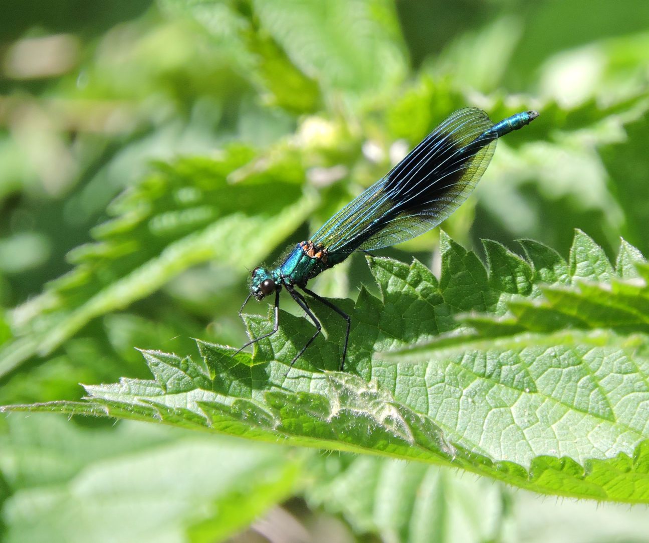 Male Banded Demoiselle Male Banded Demoiselle